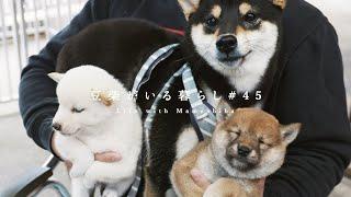 How Cute is the Shiba Inu Getting Jealous of the Puppy [Life with mameshiba]