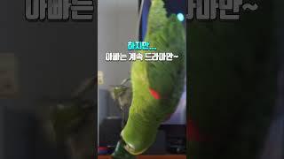 드라마에 푹빠진 아빠!                  화가난 앵무새 별이~