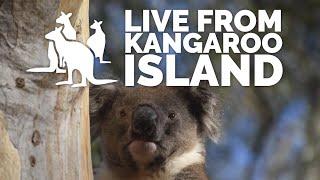 Live from Kangaroo Island: Koalas | Exceptional Kangaroo Island