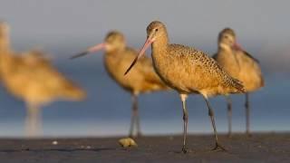 How Nature Works: Barrier Island Foraging Strategies