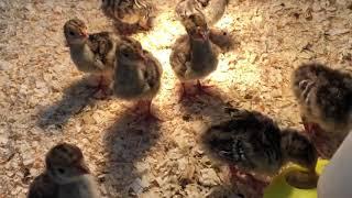 Baby turkeys gobbling