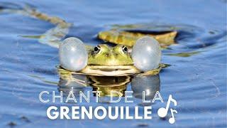 CHANT de GRENOUILLE - CRI DE LA GRENOUILLE - LA GRENOUILLE COASSE