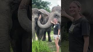 Asian Elephant Conservation _ Elephant Protection | A Story of Hope and Redemption