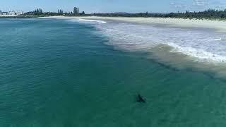 Great White shark lurking in the shallows off Tuncurry Beach.