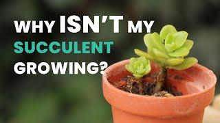 WHY ISN'T MY SUCCULENT GROWING? | SUCCULENTS CARE TIPS