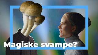 Her tester de stoffer i rotteforsøg // Kan psykedeliske svampe blive medicin?