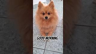 Good morning! ️ #dog #pomeranian #shorts