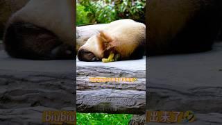 5.25biubiubiu公主的金团出来了 #大熊猫 #大熊猫福宝 #国宝 #来这吸熊猫 #panda #푸바오
