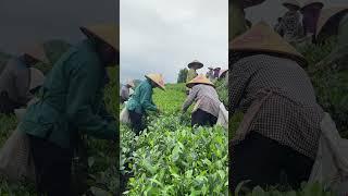 Tất bật thu hái trà được mùa. #chè thái nguyên #chè la bằng #chè sạch #chè tân cương thái nguyên.