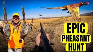 How Many Birds Can We Find??? EPIC Pheasant Hunting!!!