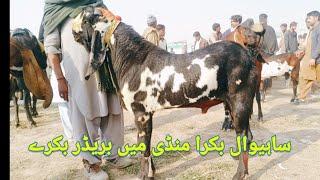 Sahiwal mein top class breeder beetle mein Naveed Khan goat farm, 03135363101