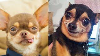  The CUTEST TINY DOGS on TikTok...Facing HUGE Obstacles (and FAILING Hilariously)! 