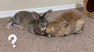 What's Rabbit So Obsessed With? Overnight Bunstruction!