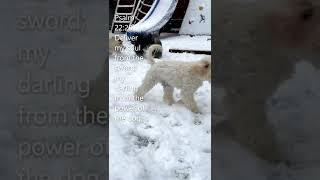 Daily Bible Verse - Psalm 22:20 - Dogs Enyoying the Snow #shorts