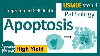 Apoptosis | Intrinsic and extrinsic pathway | USMLE step 1 | Pathology