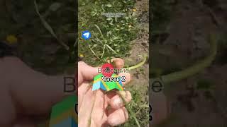 За Такие Видео Плачу В Описании #закладка #заза #кладоискатель #юмор #работа #клад #истории