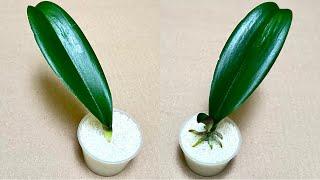 Just Need Rice! Orchid leaves immediately grow roots and bloom all year round