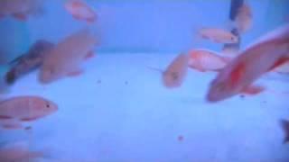 JACOBFRIEBERGI EURIKA COLOUR SELECT YOUNG,african malawi cichlids