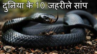 दुनिया के 10 सबसे जहरीले सांप Top 10 Most Venomous Snakes in the World