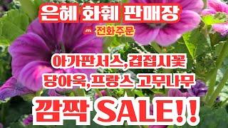 은혜화훼판매장4k영상전화주문 010 26514421#깜짝세일방문고객 호접난 50%, 보석페츄니아50%,화분50%#세일상품 리시안서스,레위시아,,,아키네시아,유포르비아티루칼리등