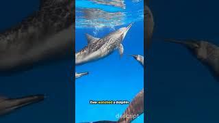 Dolphins: Nature's Intelligent Navigators #zoology