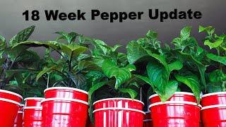 18 Week Pepper Update