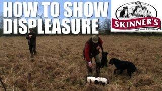 Gundog training tips - how to show displeasure