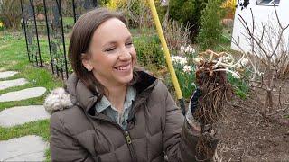 Planting Bare Root Astilbe // How to Plant, Grow, and Maintain Astilbe Flowers // Northlawn