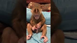 Baby monkey #monkey #monkeydluffy #monkeys #monkeymoments #babymonkey #monkeyworld #cute #animals