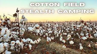 Cotton Field Stealth Camp 4 Clarksdale Mississippi Vlog 431