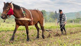 Life in a mountain village of the Carpathians. A difficult day for a lonely grandfather