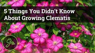 5 Things You Didn’t Know About Growing Clematis / Discover The Secret To Growing Beautiful Vines