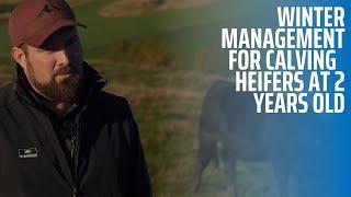 Winter Management for Calving Heifers at 2 years old