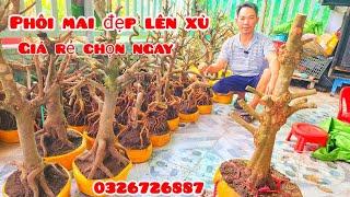 Phôi mai giảo đẹp lên xù giá rẻ 31/10 #aSự0326726887 |MaivàngThanhTâm