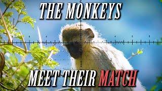 More INSANE Monkey & Baboon Hunting Action: 78 Shots in 4K (Volume 3)