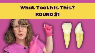 Practice Tooth ID Quiz 1 | Learn How to Identify a Tooth in 5 Steps & ACE Your Dental School Exams