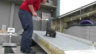 northern fur seal pup conservation research