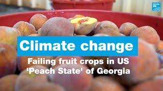 Farms in US 'Peach State' of Georgia grapple with climate change • FRANCE 24 English