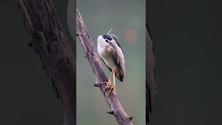 Discover the beauty of birds in the wild—vibrant colors, #BirdPhotography#wildlifephotography #wild