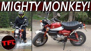 Tiny Bike, Huge Mountain: I Take The Honda Monkey Up A Colorado Mountain — What Could Go Wrong?