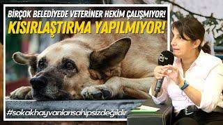 Birçok Belediyede Veteriner Hekim Çalışmıyor! Kısırlaştırma Yapılmıyor!