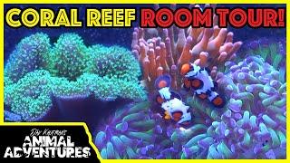 Saltwater reef FISH ROOM TOUR! (setting up your CORAL REEF aquarium)