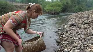 Survival Fish: Meet many fish crossing the waterfall - Catch fish on land