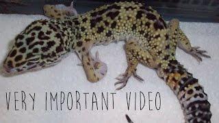 Metabolic Bone Disease in Leopard Geckos
