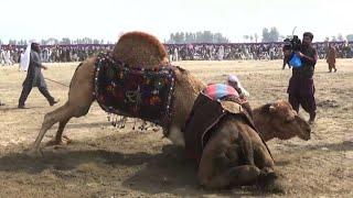 Camel fighting persists in Pakistan despite ban