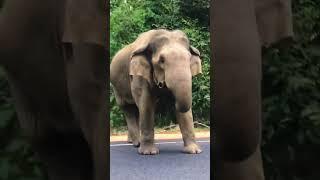 Huge wild elephant blocking the road