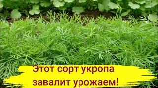 САЖАЙТЕ ЭТОТ УКРОП, ЕСЛИ ХОТИТЕ ВКУСНУЮ, АРОМАТНУЮ ЗЕЛЕНЬ! Урожайный сорт!