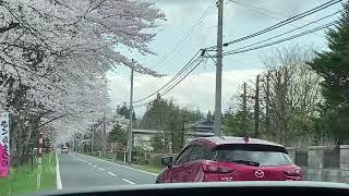 Best Sakura Drive in Iwate 2025