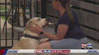 Humane Society of Central Texas addresses its future