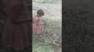 Dnyaneshwari shetat mirchya todte# village life # you tube short video # short feed # short viral